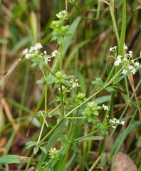 Asperula euryphylla