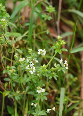 Asperula euryphylla