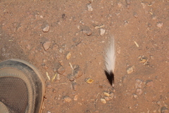 Dipodomys spectabilis