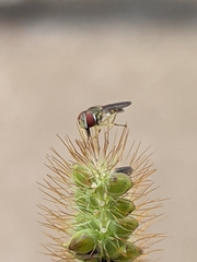 Toxomerus marginatus