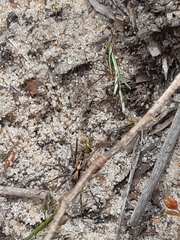 Artoriopsis expolita