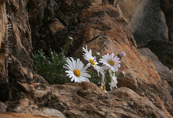 Opisthopappus