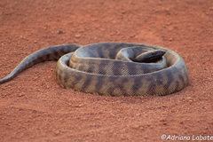 Aspidites melanocephalus