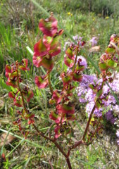 Rumex sagittatus