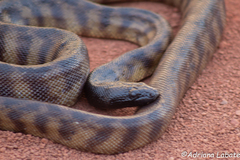 Aspidites melanocephalus