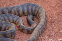 Aspidites melanocephalus