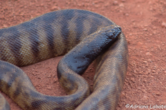 Aspidites melanocephalus