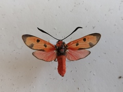 Zygaena laeta