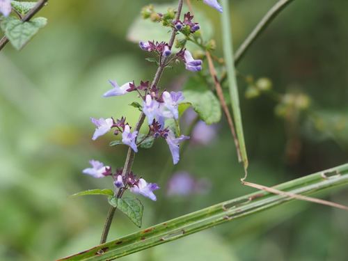 Image of Isodon inflexus by (c) Yoshimasa Uchiyama, some rights reserved (CC BY)
