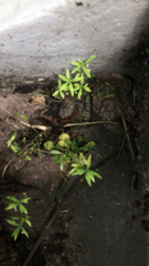 Floerkea proserpinacoides