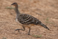 Malleefowl photo 5