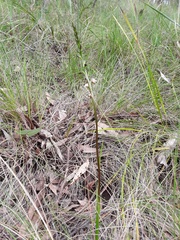 Prasophyllum brevilabre