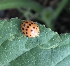 Henosepilachna sumbana