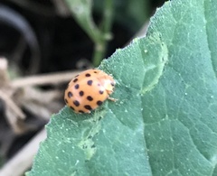 Henosepilachna sumbana