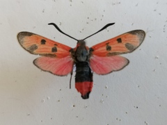 Zygaena laeta