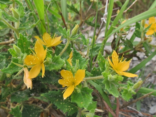 Section Mentzelia · iNaturalist