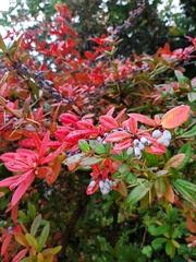 Berberis julianae