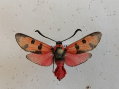 Zygaena laeta
