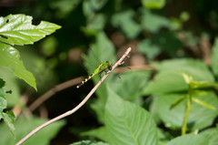 Erythemis simplicicollis