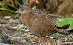 Gallirallus australis scotti