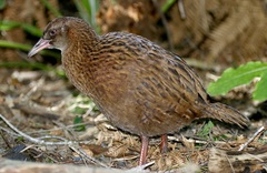 Gallirallus australis scotti