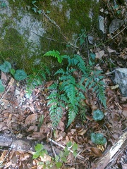 Asplenium adiantum-nigrum adiantum-nigrum