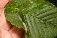 Phyllonorycter esperella