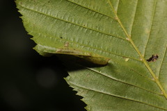 Phyllonorycter esperella