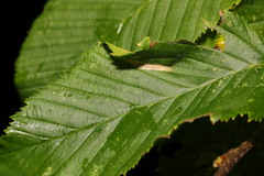 Phyllonorycter esperella