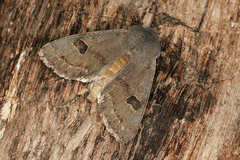 Orthosia populeti