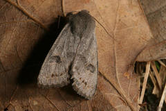 Orthosia populeti