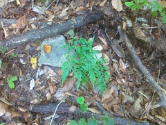 Asplenium adiantum-nigrum adiantum-nigrum