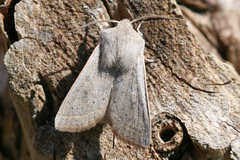 Orthosia gracilis