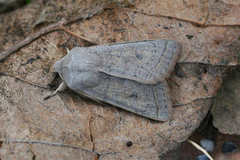 Orthosia gracilis