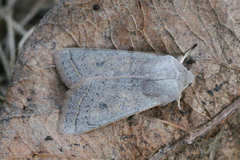 Orthosia gracilis