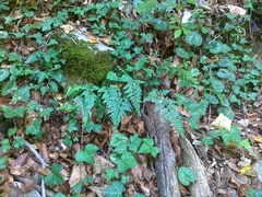 Asplenium adiantum-nigrum adiantum-nigrum