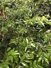 Cinnamomum insularimontanum