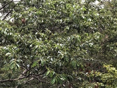 Cinnamomum insularimontanum