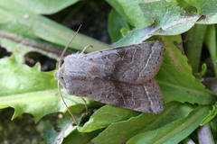 Orthosia opima