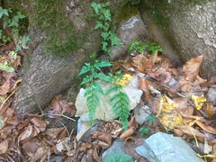 Asplenium adiantum-nigrum adiantum-nigrum