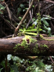 Gastrochilus retrocallus