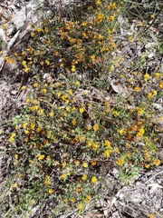 Bossiaea prostrata