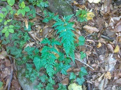 Asplenium adiantum-nigrum adiantum-nigrum