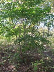 Acer pseudosieboldianum