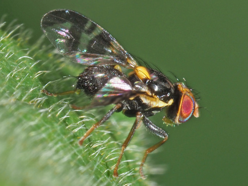 European Cherry Fruit Fly