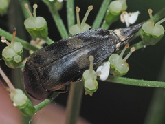 Variimorda villosa