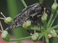 Variimorda villosa