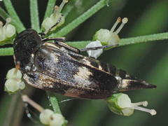 Variimorda villosa