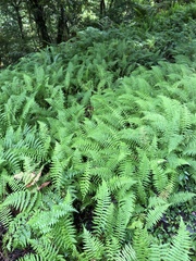 Amauropelta beddomei