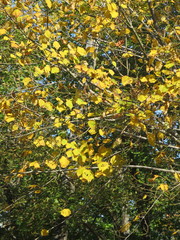 Acer tegmentosum